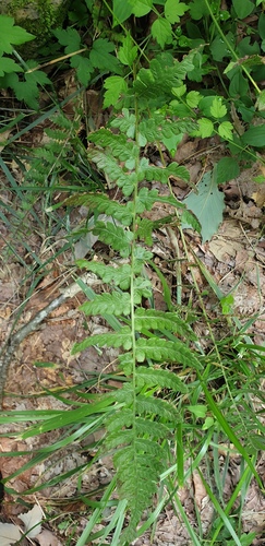 Deparia japonica observed 2026-08-24