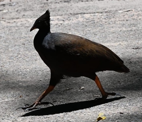 Orange-footed Scrubfowl