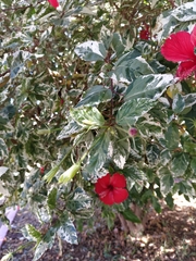 Hibiscus × archeri