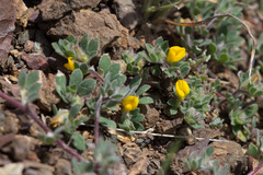 Acmispon brachycarpus