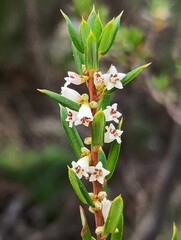 Monotoca scoparia, photograph (c) grampianshiker, some rights reserved (CC BY)