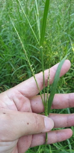 Hemarthria sibirica, 2026-08-24