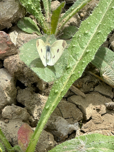 Small White