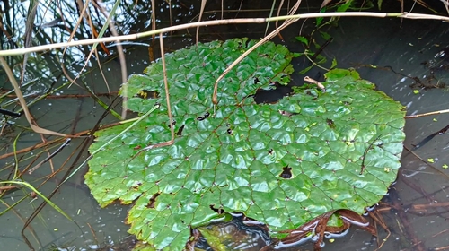 Prickly Waterlily