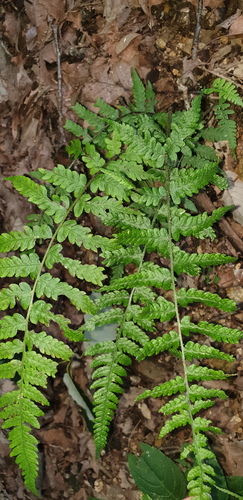 Deparia japonica observed 2026-08-24