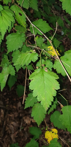 Neillia incisa observed 2026-08-24