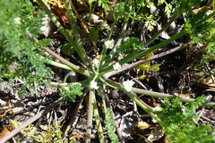 Capnophyllum africanum