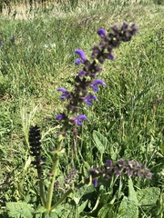 Salvia pratensis