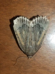 Amphipyra glabella