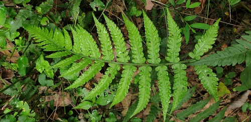Deparia japonica observed 2026-08-25