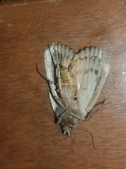 Amphipyra glabella