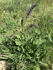 Salvia pratensis