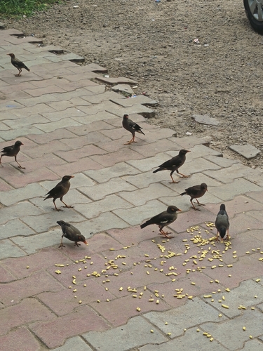 Bank Myna