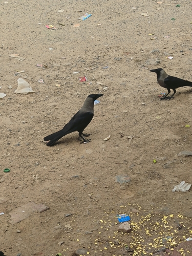 House Crow
