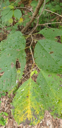 Prunus leveilleana observed 2026-08-25