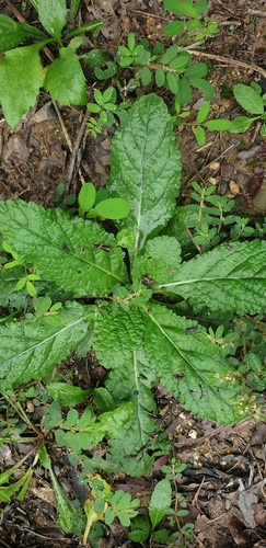 Salvia plebeia observed 2026-08-25