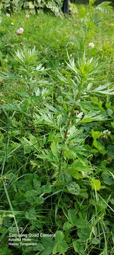 common mugwort