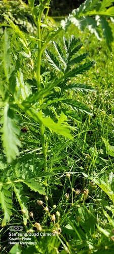 tansy
