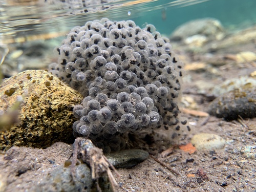 Foothill Yellow-legged Frog