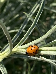 Hippodamia convergens