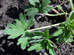 Geranium bicknellii