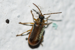 Galerucella lineola