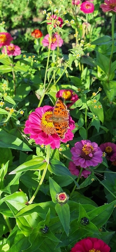 European Comma