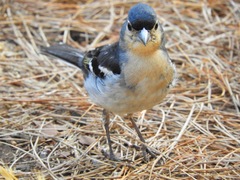 Fringilla coelebs palmae