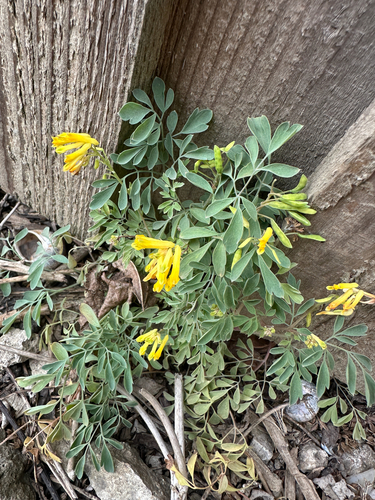 Yellow Corydalis
