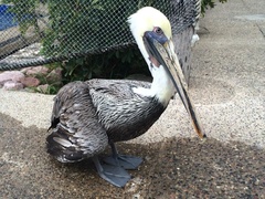 Pelecanus occidentalis