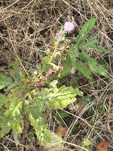 creeping thistle