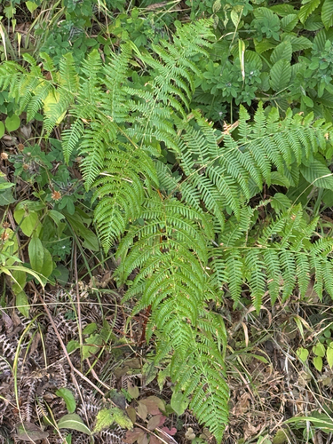 common bracken