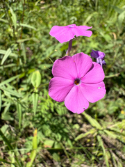 Phlox glaberrima, photograph (c) Samuel Buckner, some rights reserved (CC BY)