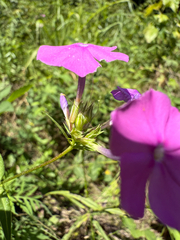 Phlox glaberrima, photograph (c) Samuel Buckner, some rights reserved (CC BY)