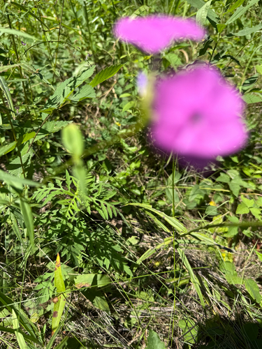 Phlox glaberrima, photograph 4