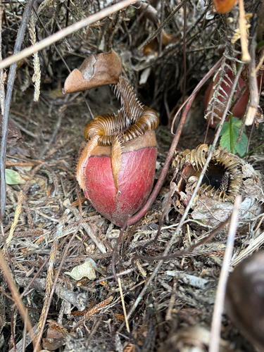 Nepenthes villosa