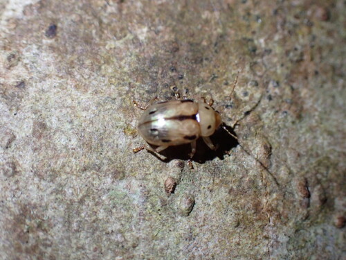 Rhyparida observed 2026-08-19