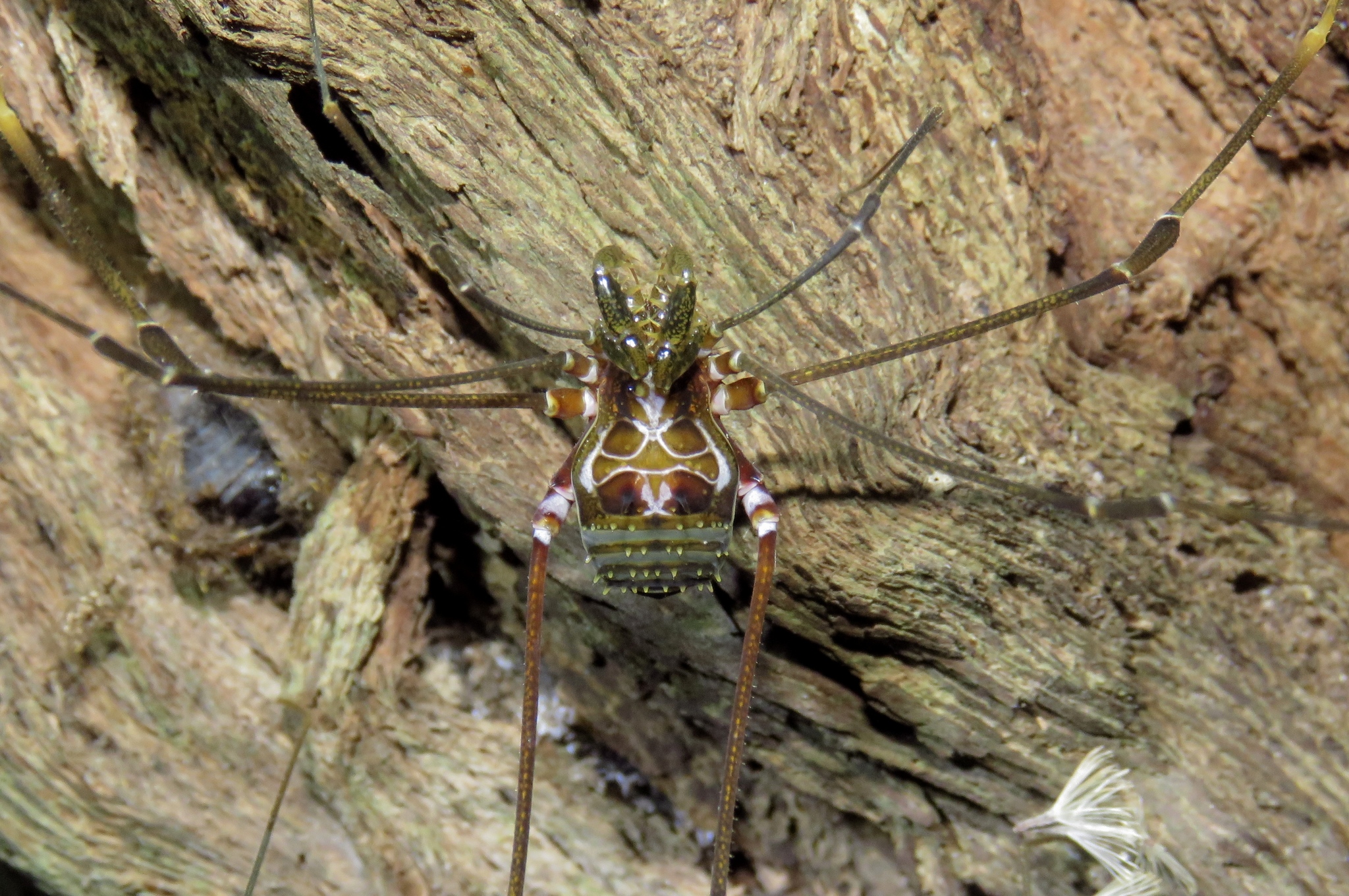 Superfamily Gonyleptoidea · iNaturalist