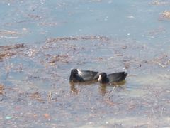 Fulica atra