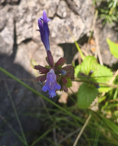 Dracocephalum rupestre