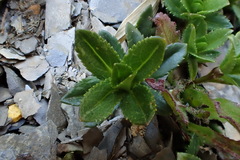 Veronica morrisonicola