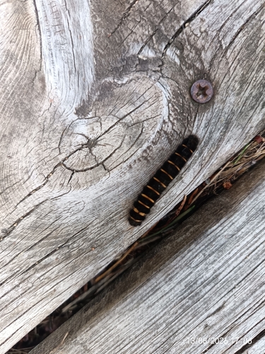 Fox Moth