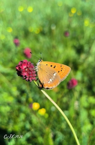 Scarce Copper