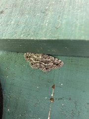 Hypomecis umbrosaria