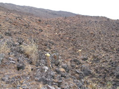 Helichrysum cameroonense