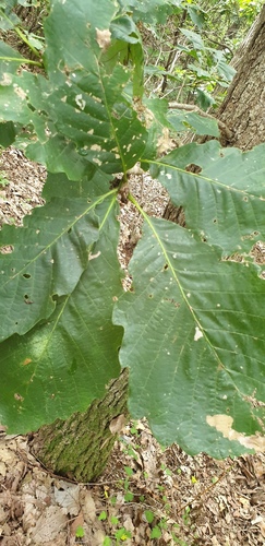 Quercus aliena observed 2026-08-25