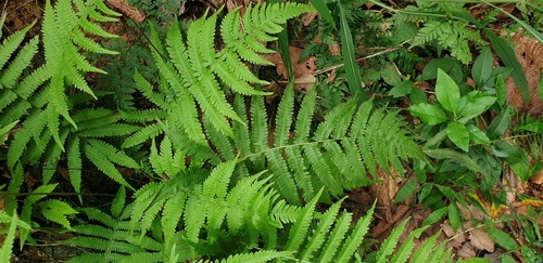 Coryphopteris observed 2026-08-25