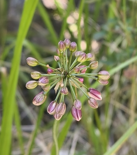 japanese onion