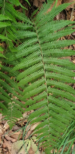 Coryphopteris observed 2026-08-25