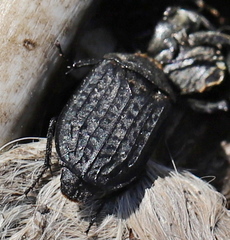 Thanatophilus rugosus